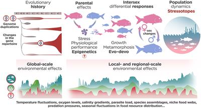 Netting the Stress Responses in Fish